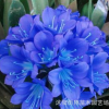 包郵君子蘭苗室內盆栽君子蘭花苗君子蘭小苗花卉綠植盆栽5年苗
