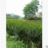 小葉紫薇批發(fā) 細(xì)葉紫薇移植苗盆栽 大量供應(yīng)