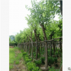 庭院公園風(fēng)景樹(shù) 園林綠化苗木紅花紫荊 羊蹄甲 供應(yīng)