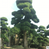 基地造型羅漢松胸徑8-25cm 庭院綠化風(fēng)景樹造型羅漢松