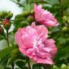 批發重瓣木槿 街邊園林綠化工程苗木 叢生紅花小木槿 木槿花批發.