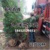 批發蜀檜 北京檜柏 無脫腳無偏冠形體優美 高1-3米 塔柏 圓柏刺柏