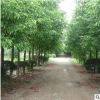 綠化苗木香樟樹庭院植物大小葉香樟樹四季常青驅(qū)蚊植物南北方種植