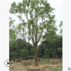 批發(fā)18-50公分移植香樟樹 基地直銷綠化喬木 規(guī)格齊全