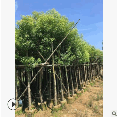 工程綠化園林叢生香樟樹(shù) 多種規(guī)格香樟大樹(shù)苗基地自產(chǎn)直銷
