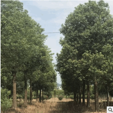 香樟基地直銷多種規(guī)格綠化工程 直銷香樟樹(shù)工程骨架香樟移植