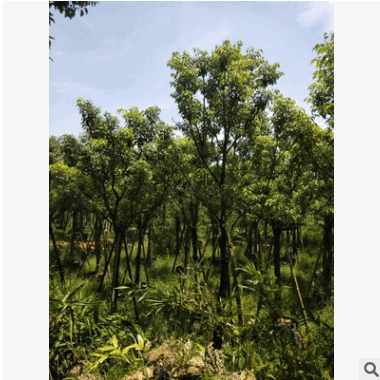 福建基地直銷袋苗小葉香樟樹(shù) 廠家批發(fā)喬木 公園行道庭院園林工程