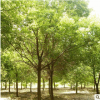 批發園林工程綠化苗木香樟樹庭院植物香樟樹苗 四季常青規格齊全