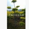 長期批發經銷優質金葉榆造型公園景觀綠化樹廠區單位別墅園區美化