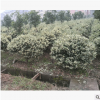 工程綠化花葉女貞球型 色塊毛球規(guī)格齊全