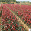 【基地直銷】本苗圃大量供應紅葉石楠小苗各種規格工程苗現貨充足