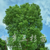 香樟