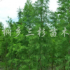 中山杉