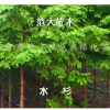 水杉