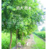 烏桕