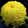 特價批發(fā)黃菊花種子 草花種子 發(fā)芽率高 貨源足 量大優(yōu)惠