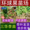批發(fā)早熟三華李苗晚熟三華李苗李子樹苗批發(fā)15207770444環(huán)球果苗