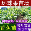 威廉斯B6香蕉苗 香蕉苗廣西香蕉香蕉組培苗組培苗 批發(fā)香蕉苗