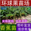 批發(fā)大葉紅蓮霧苗 黑金剛蓮霧苗 黑珍珠蓮霧 香水巴掌蓮霧樹苗