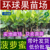 供應(yīng)菠蘿蜜果苗 四季菠蘿蜜 馬來西亞菠蘿蜜 木菠蘿（果樹苗）