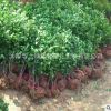 基地直銷工程綠化樹木冬青優(yōu)質(zhì)黃楊綠籬植物金邊冬青 金邊黃楊