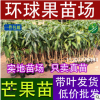 常年供應芒果苗 臺農一號 海南芒果苗 嫁接苗 實生苗 占地苗