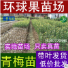 廣西欽州培育基地批發供應 青梅苗 酸梅苗 可泡酒 大量供應現賣
