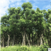 全冠香樟袋苗批發(fā) 多桿香樟種植基地 宏景全冠香樟庭院綠化樟木
