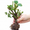 玫瑰花苗盆栽花卉室內(nèi)陽臺(tái)植物月季觀花薔薇