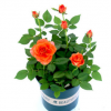 迷你玫瑰帶花苞花苗盆栽四季開花不斷室內(nèi)好養(yǎng)植物花卉鉆石小玫瑰