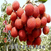 批發(fā)荔枝苗 無核荔枝苗 嫁接果樹苗 荔枝苗 當(dāng)年結(jié)果荔枝苗