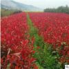 紅葉石楠小苗 工程綠化彩化苗木 紅羅賓30公分左右