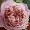 基地月季小苗 紐曼姐妹 也叫以馬內(nèi)修女 也叫美麗玫瑰 品種齊全 舉報(bào)