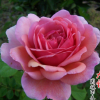 批發(fā)優(yōu)質(zhì)歐洲月季花苗 肯特公主 庭院陽臺(tái)觀花盆栽植物基地直銷