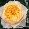 供應(yīng)新品日本月季花 金色珊瑚心 切花月季 庭院觀花植物