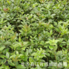 供應綠桂花小苗 綠化工程苗木 長沙瀏陽柏加跳馬花卉