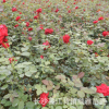 威雅苗圃常年供應月季花 盆栽藤本月季苗 多種花色 大花月季