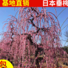 農(nóng)戶直銷工程綠化 日本垂梅 紅梅報春 規(guī)格齊全風(fēng)景樹庭蔭樹