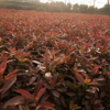 紅葉石楠穴苗 園林植物優(yōu)良灌木紅葉石楠穴苗