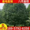 批發(fā)八月高桿桂花樹苗 浙江金桂樹苗 樹形 八月桂花香花期長