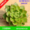 【蒂亞多肉】精品蒂亞多肉 個個四公分以上 葉子有點紅