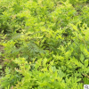 批發(fā)藤本植物 紫藤 紫藤苗紫藤樹苗當(dāng)年開花公園長(zhǎng)廊攀爬爬藤