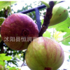 苗鋪直銷嫁接無(wú)花果樹苗 根系發(fā)達(dá)帶果發(fā)貨 包成活 品種齊全