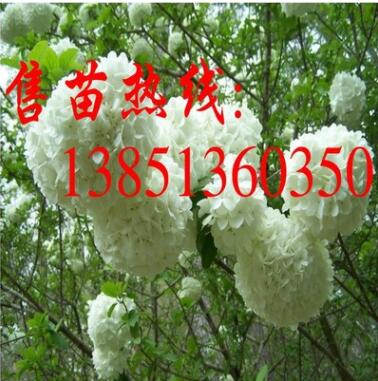 大量批發(fā)木繡球小苗 大規(guī)格木繡球樹苗 白繡球苗 斗球苗