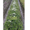 浙江白花毛鵑色塊苗/寧波白花毛鵑色塊苗供應/白花毛鵑色塊苗批