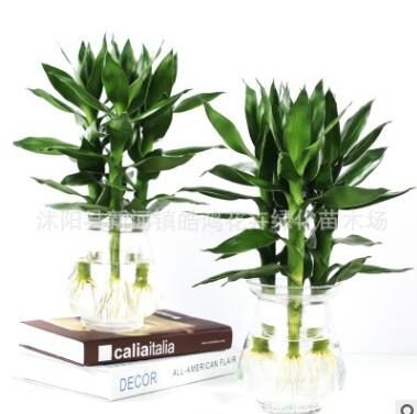 水培觀音竹 盆栽花卉 室內(nèi)植物防輻射蓮花竹觀音竹開(kāi)運(yùn)竹水培竹子
