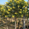 批發精品黃花槐地苗袋苗胸徑5-15公分 產地直銷 物美價廉
