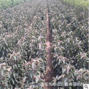 m9t337蘋果樹苗 現貨供應高品質 成活率高 砧木m9t337蘋果苗