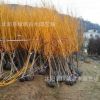低價批發(fā)工程綠化苗木 黃金槐苗 黃金槐樹 金枝國槐樹