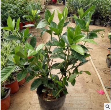 批發(fā)小葉梔子苗盆栽 梔子花苗 室內芳香植物 工程苗大葉梔子花